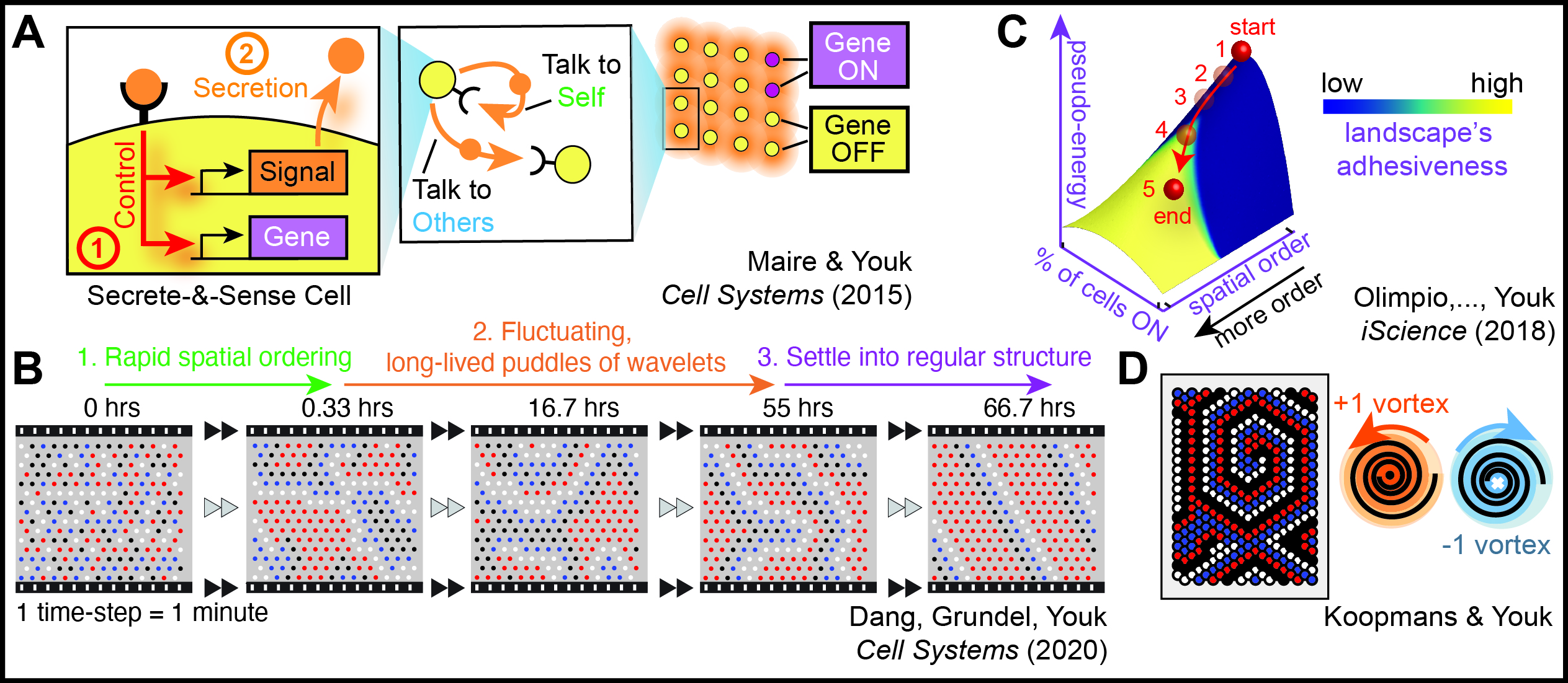 “Computational experiments” revealed both static and dynamic spatial patterns (e.g., spiral waves) and 
the spatial-ordering process through which they form, starting from a field of cells that have no spatial order. Here, 
each cell secretes and senses one or two molecules, thereby enabling cells to control each other’s gene expression 
over a long distance (i.e., beyond nearest neighbors).