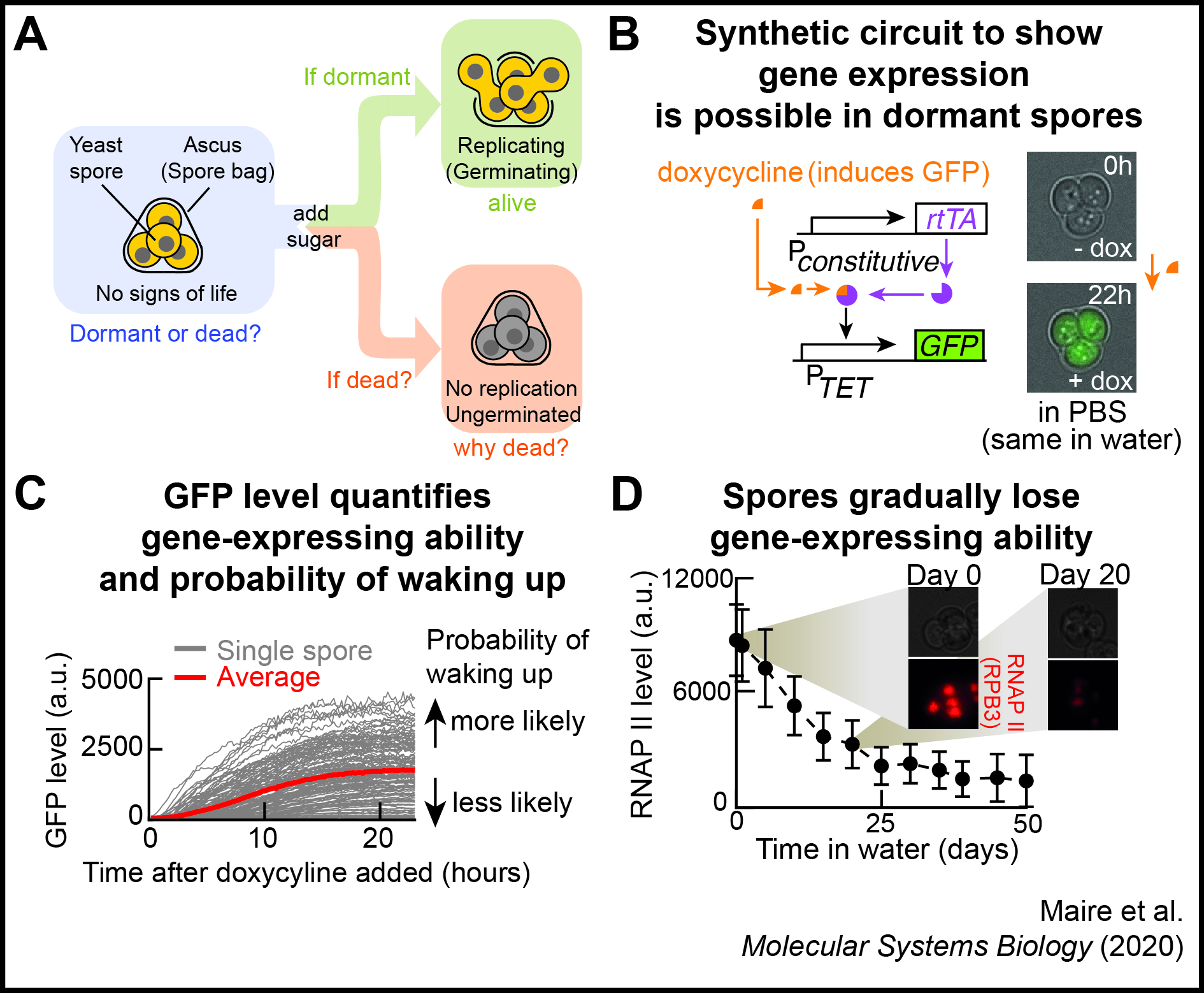 In Maire et al. (2020), we used yeast spores as a model for eukaryotic cell-dormancy to show 
that some dormant spores can express genes without any nutrients (e.g., in water). 
In fact, we discovered that dormant yeast spores must express genes to remain viable 
(i.e., to have the ability to self-replicate when nutrients appear). How can dormant spores even 
express genes for months to years without any external nutrients? What are the principles of 
gene expression in dormancy?  We’re quantitatively addressing these questions in
dormant yeast spores.